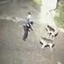 Samet Çelik'e Köpeklerin Saldırdığı An