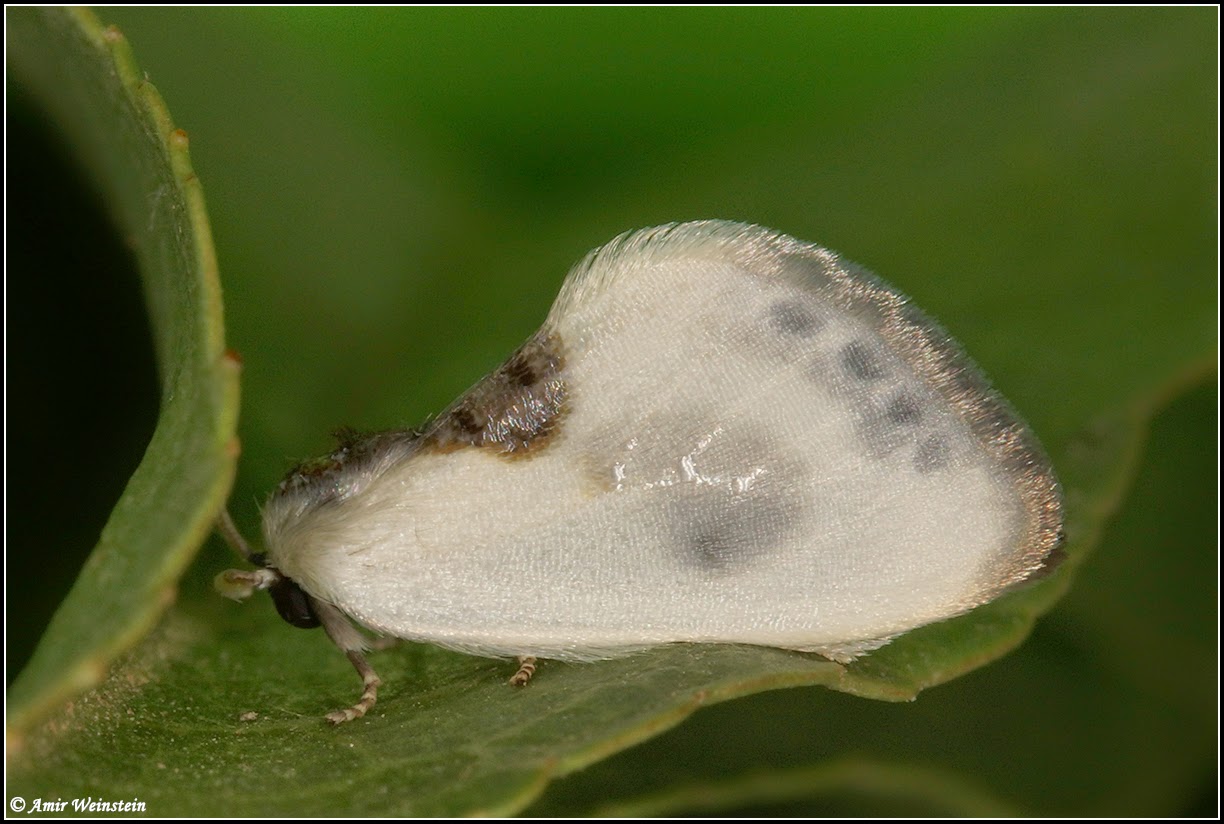 Cilix asiatica