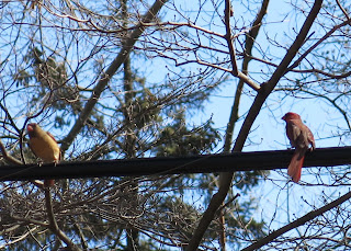 Mr. and Mrs. Cardinal 1
