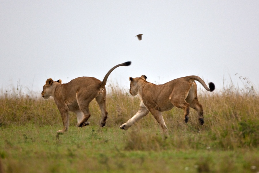 LEONES IMAGEN leones imagen: