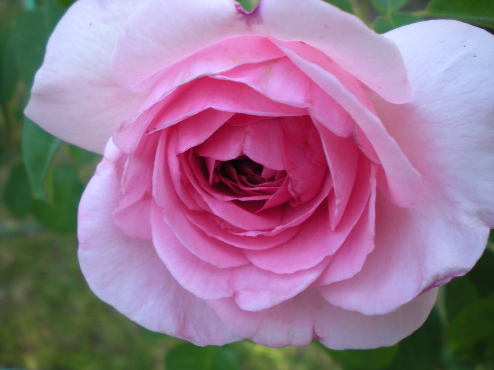 Southern California Gardening Gertrude Jekyll Rose