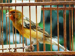 Kenari bird kenari gereja