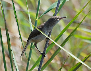 Lesser Swamp Warbler