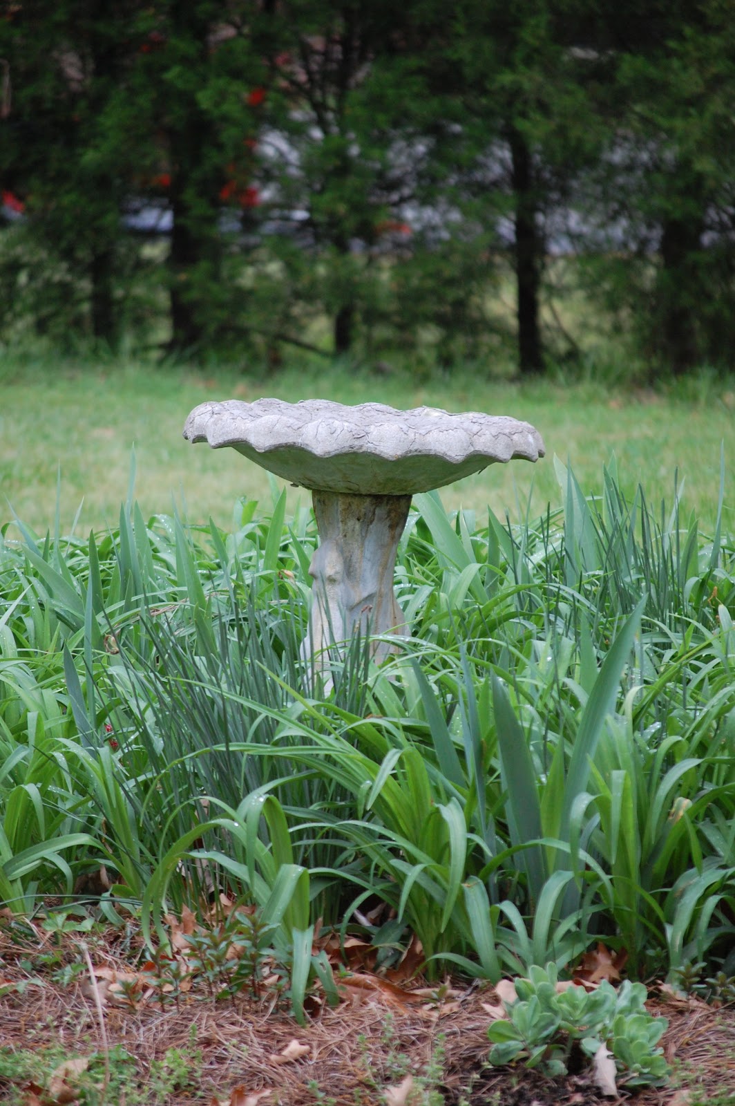 Tidy Brown Wren, bringing order to your nest Turning A Broken Bird