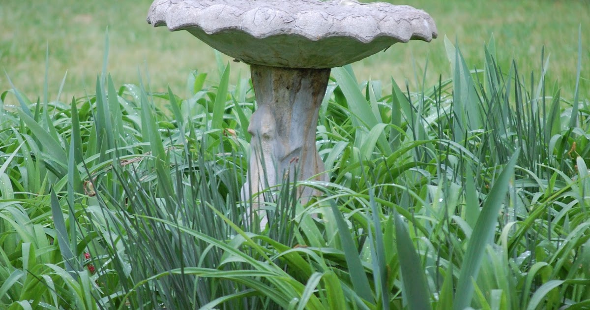 Tidy Brown Wren, bringing order to your nest Turning A Broken Bird