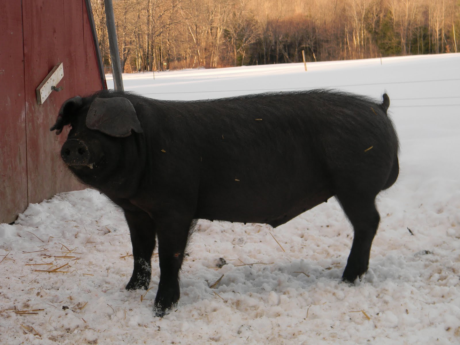 Large Black Pigs of Maine PIGS FOR SALE