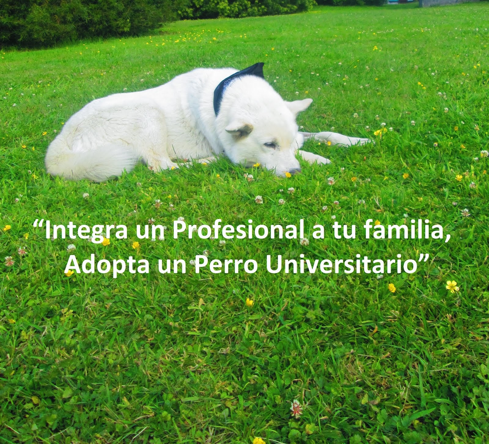 “Integra un Profesional a tu familia, Adopta un Perro Universitario”