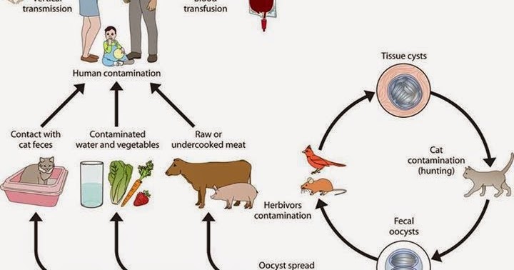 ffi disease