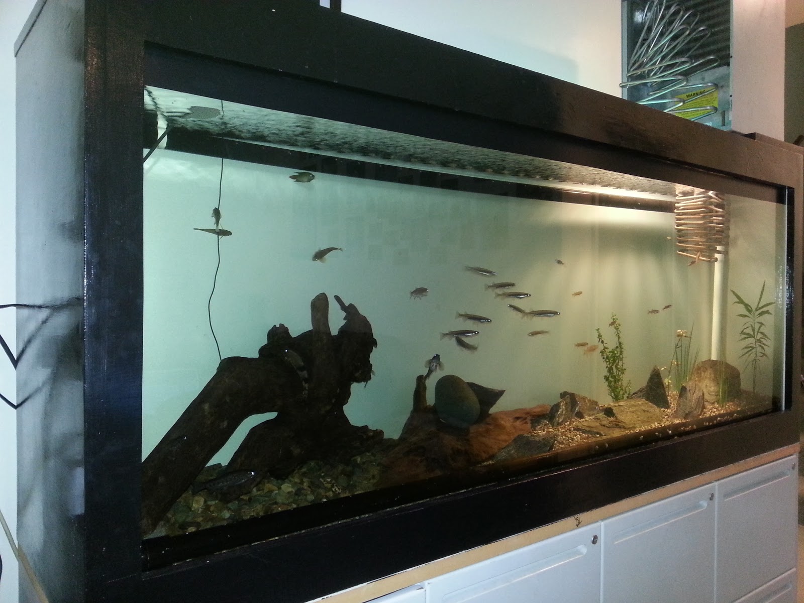 diy plywood aquarium