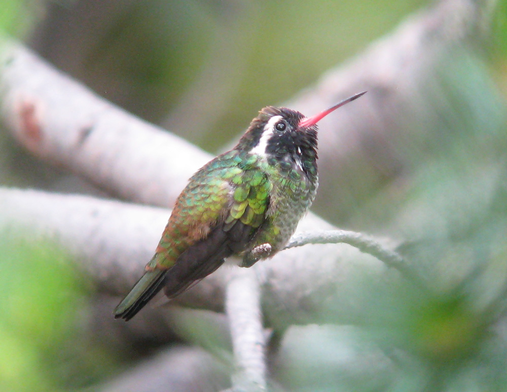 pioneer birding az white eared hummingbird 07 28 10 pioneer birding az white eared hummingbird 07 28 10