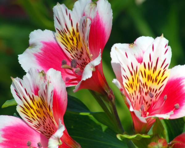 flower wallpaper mp3 mp3 songs free beautiful flowers flower wallpaper mp3 mp3 songs free beautiful flowers