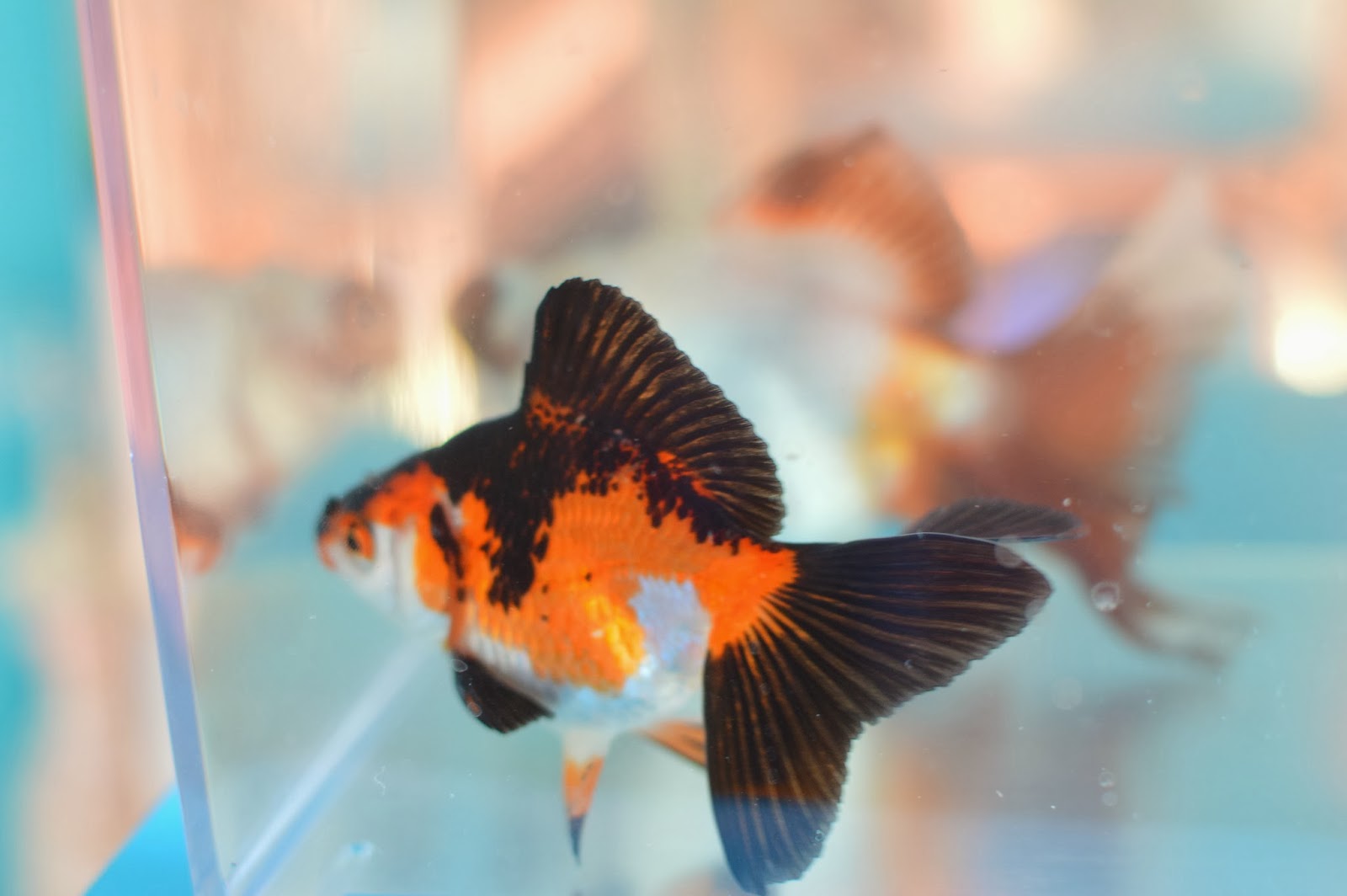 Misuzu's Fancy Goldfish New Fancy Goldfish