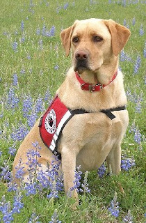 service dog posing in field