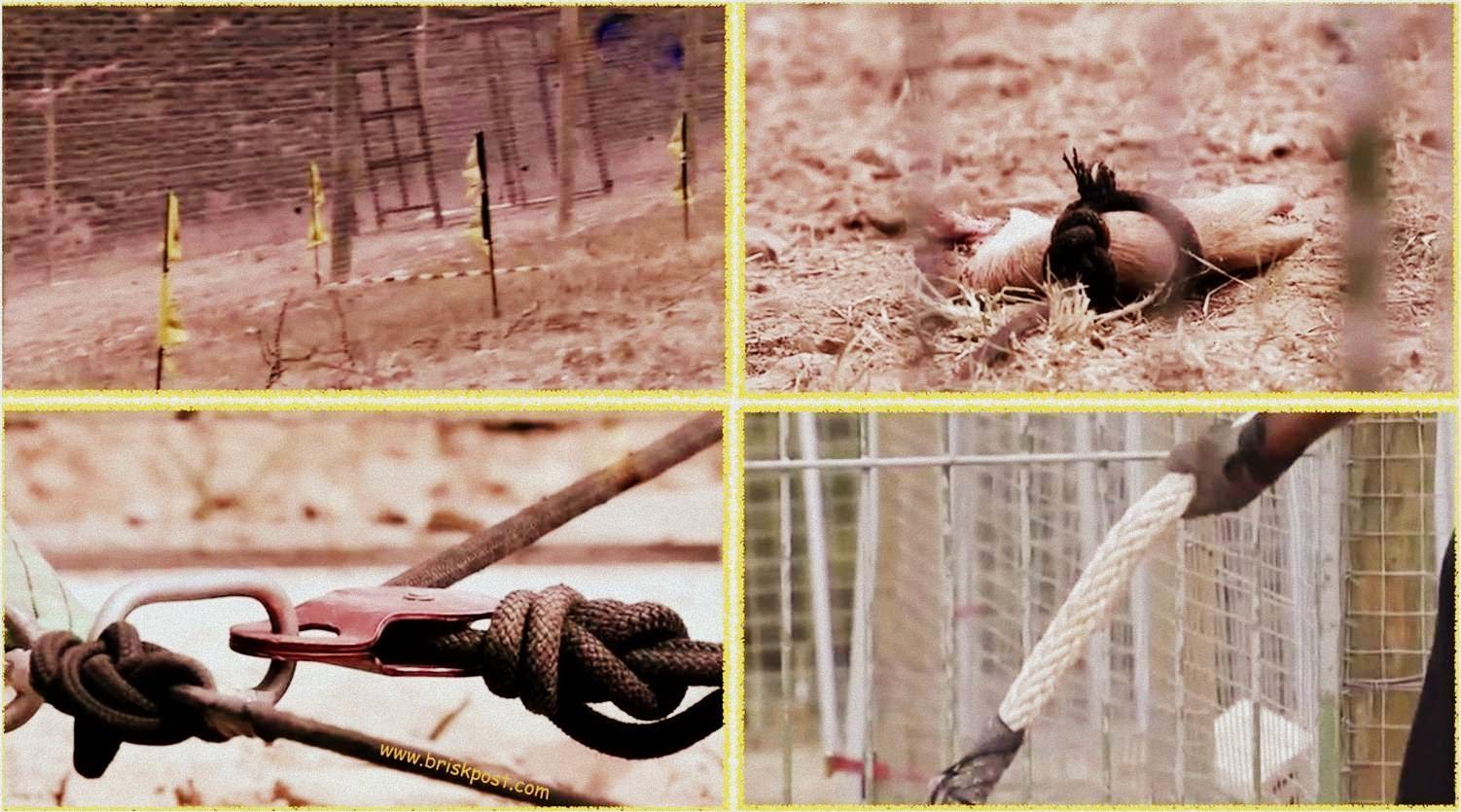 Properties of Singham stunt with lion in Khatron Ke Khiladi Properties of Singham stunt that featured King Lion in climax of Fear Factor Khatron Ke Khiladi