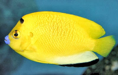 Indonesian Marine Fish And Coral Index Angel Anthias Banner Fish