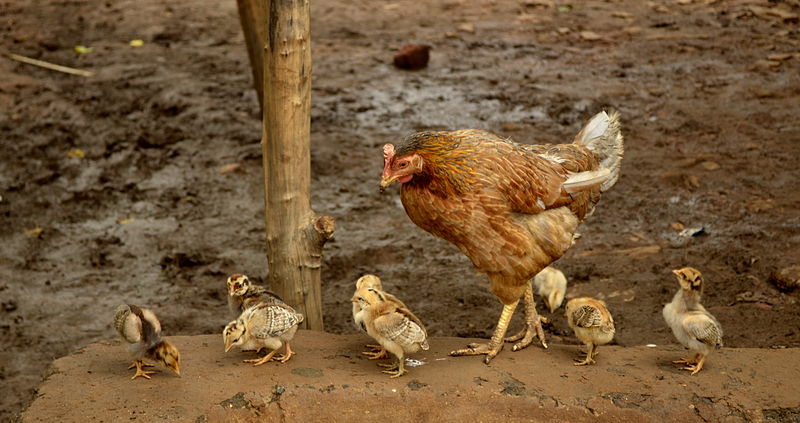 Can Dogs Eat Poultry Can Dogs Eat Poultry