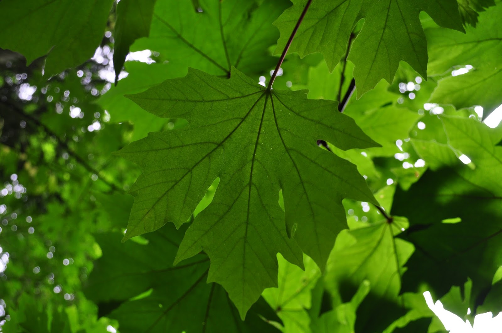 Deciduous Determinations Learn To Identify These Pnw Trees