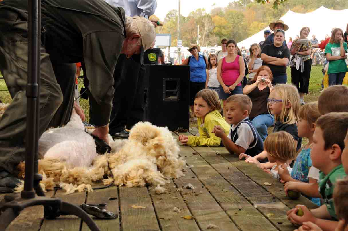 Ky Wool Festival Sheep and Wool Tent Sheep Shearing
