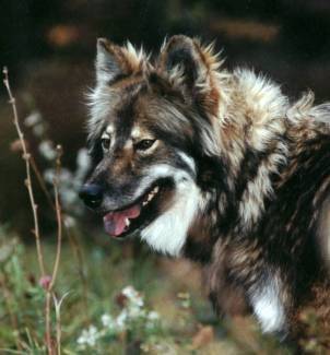 Native American Indian Dog Breed Hypoallergenic Native American Indian Dog Breed Hypoallergenic