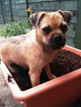How To Stop Dogs From Digging Up Lawn How To Stop Dogs From Digging Up Lawn