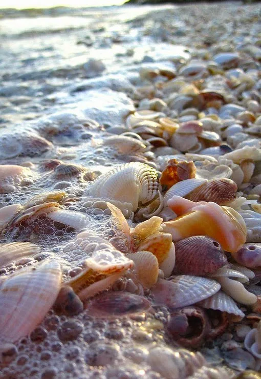 Shell Beach Sanibel Island, Florida,USA