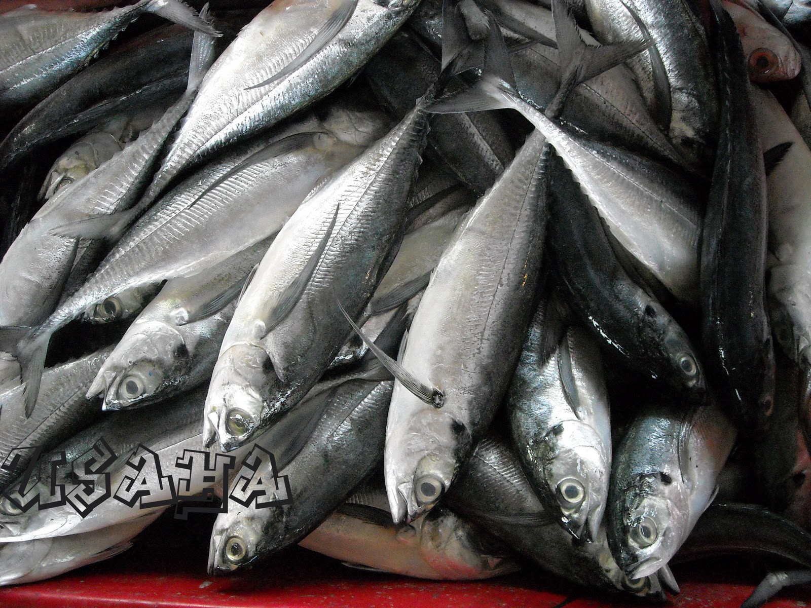 Usahasama Anak Anak Yatim (USAHA): Ikan Cencaru