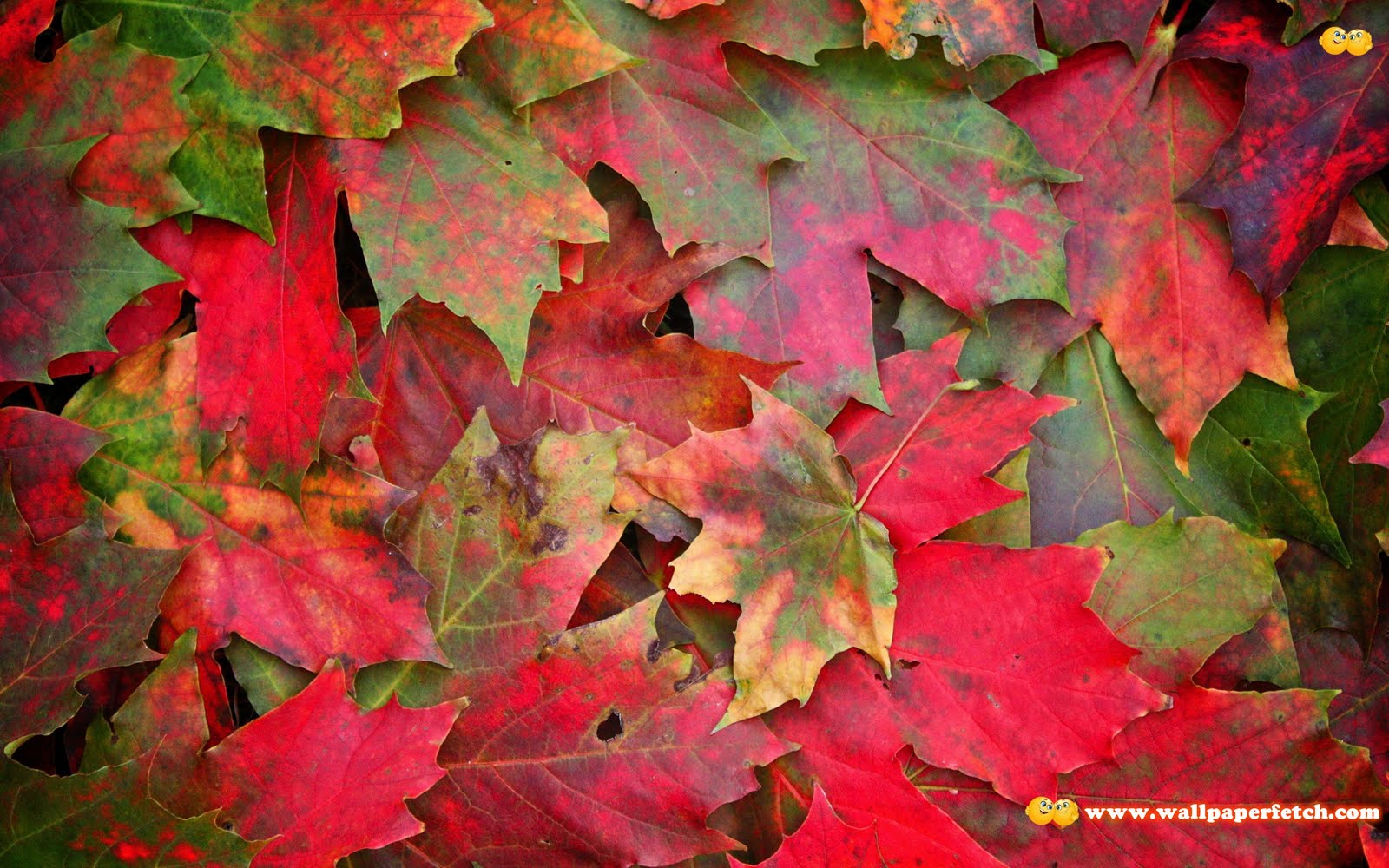 http://4.bp.blogspot.com/-XzLDiIYd7C4/TrxDRXZ4rQI/AAAAAAAAJfQ/dxH3qVT1j9Q/s1600/SuperPack_Beautiful_Nature_HD_Wallpapers_Part__80.58.jpg