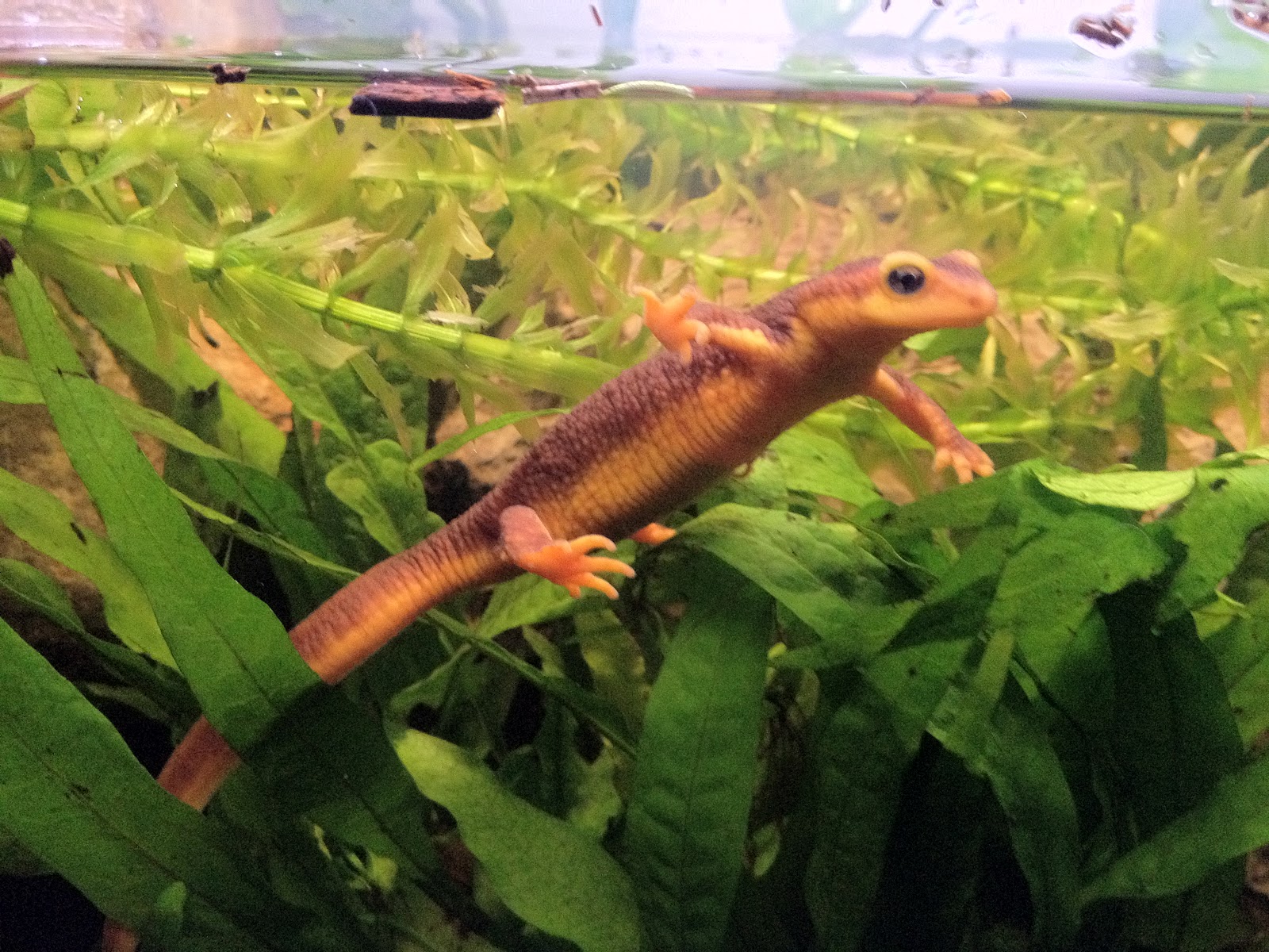 Aquarium Crazy California Newts
