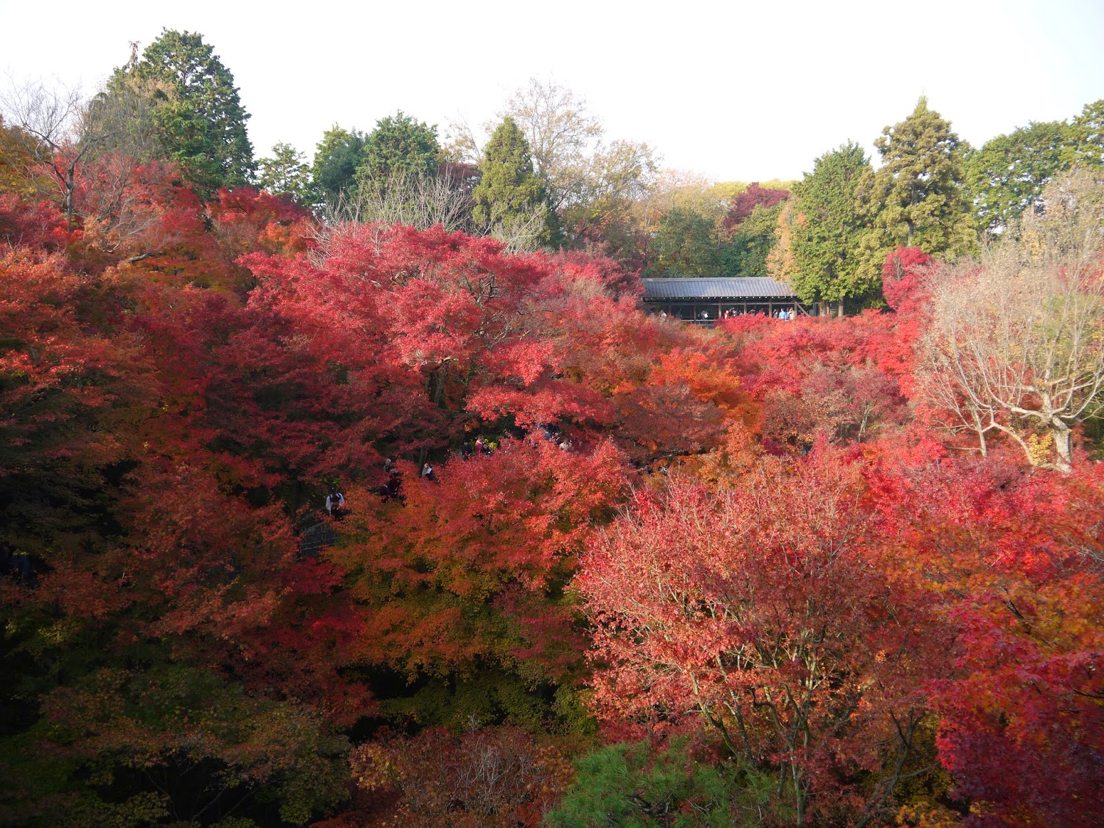 整理心情 Day 2 京都東福寺賞楓 錦市場 下鴨神社 銀閣寺 晴明神社