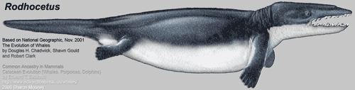 cetaceos del eoceno Rodhocetus