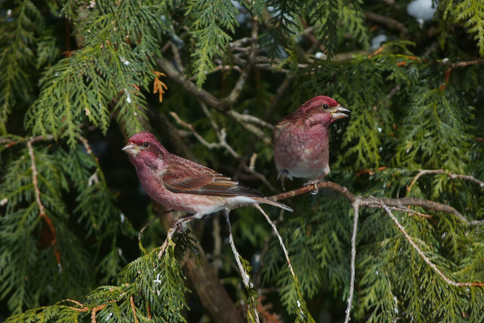 Purple Finches Purple Finches
