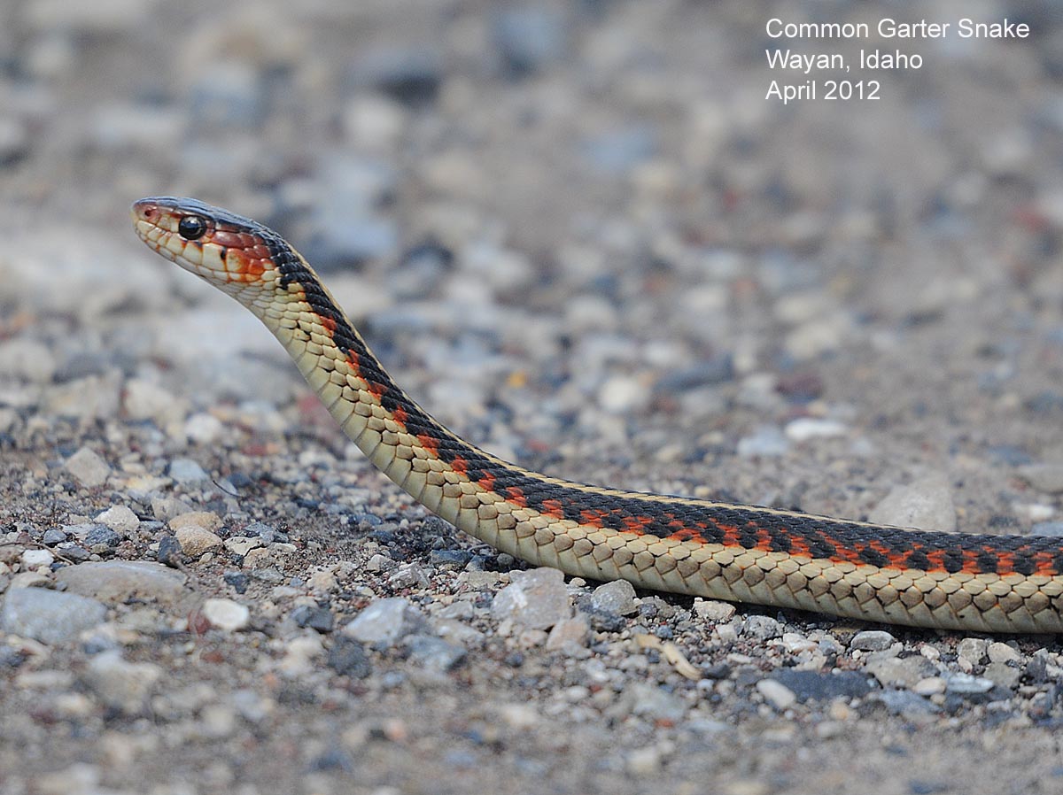 Copperhead Snake - aggression, bites, venom and Copperhead Snake - aggression, bites, venom and