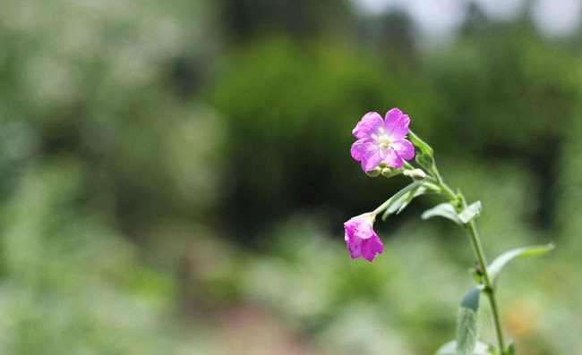 Great Willowherb Flowers Pictures Great Willowherb Flowers Pictures