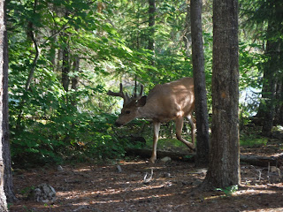Wildlife Viewing Ross Lake National Recreation Area