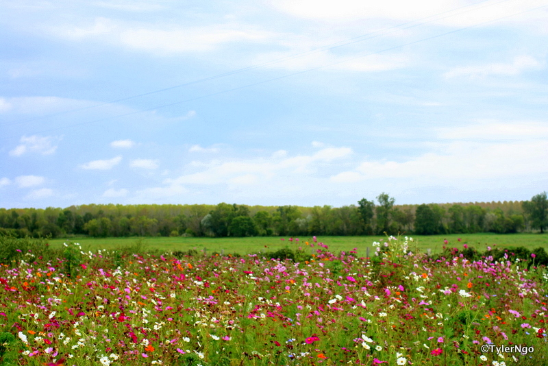rencontre gothique toulouse