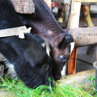 gambar peternakan sapi gambar peternakan sapi