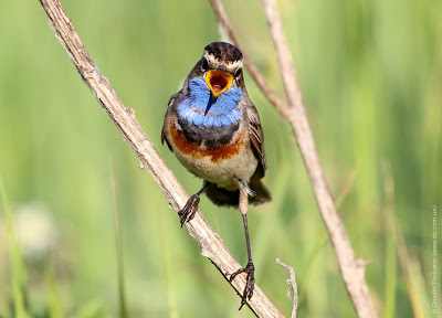 Самец варакушки (Luscinia svecica) Bluethroat