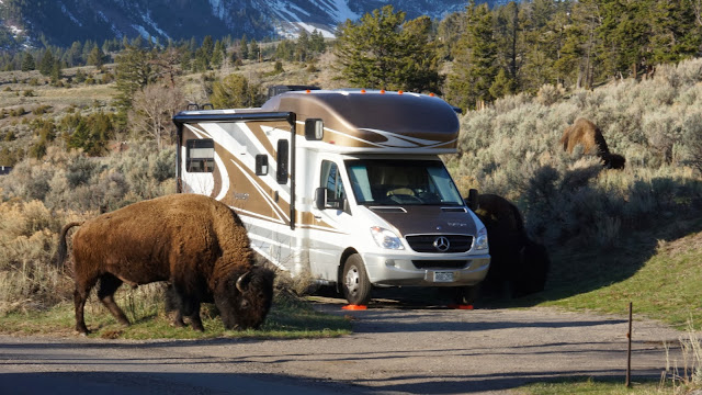 Mammoth Campground Mammoth Campground bizon