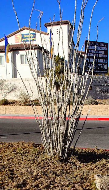 xtremehorticulture of desert
