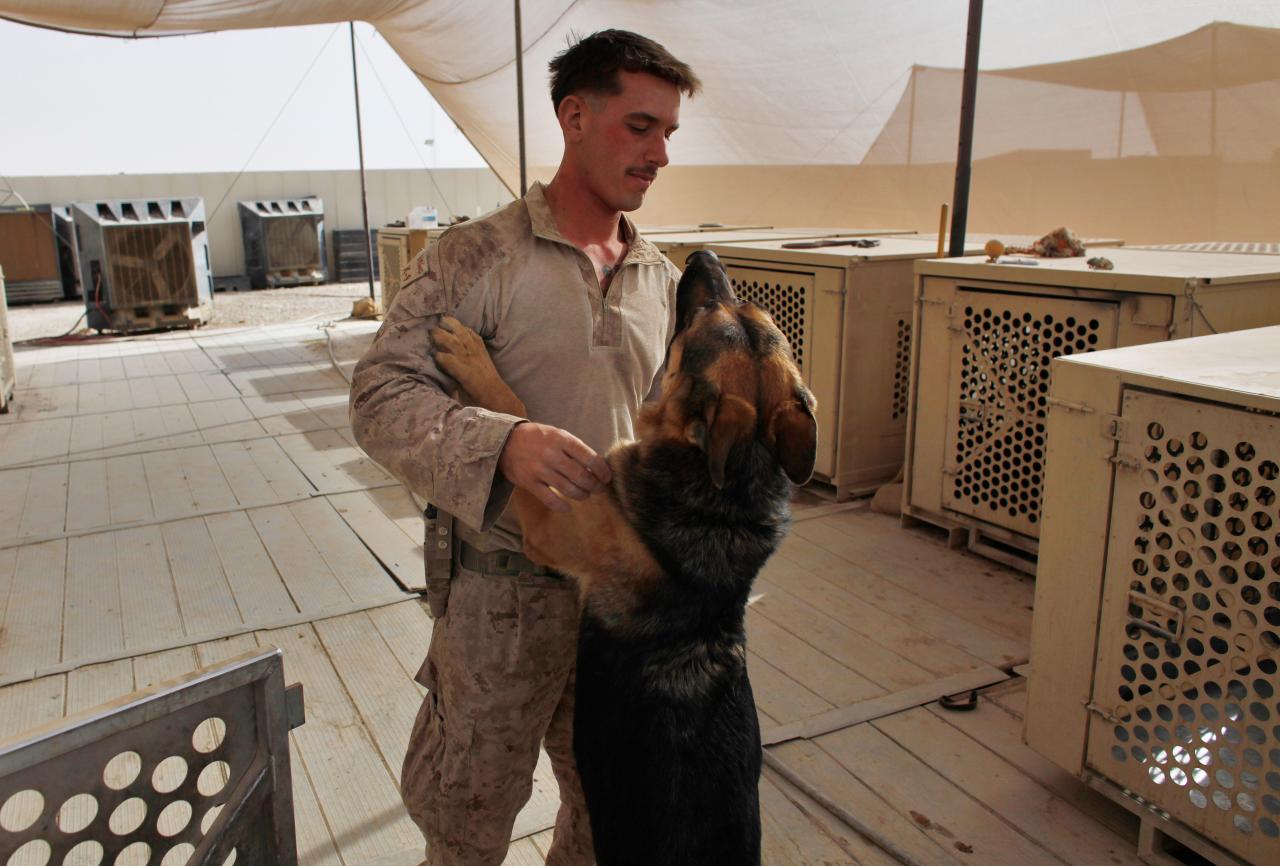 us navy jeep an unbreakable bond marine dog handlers