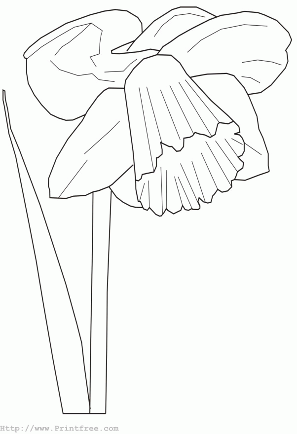 Drawing Daffodil
