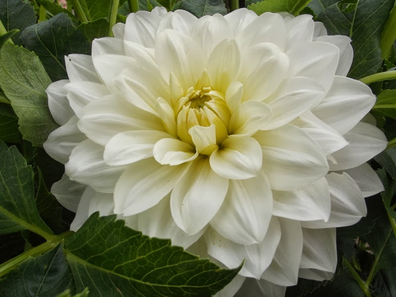 Australian Dahlias and Tubers Correct Spelling for Dahlia Names and