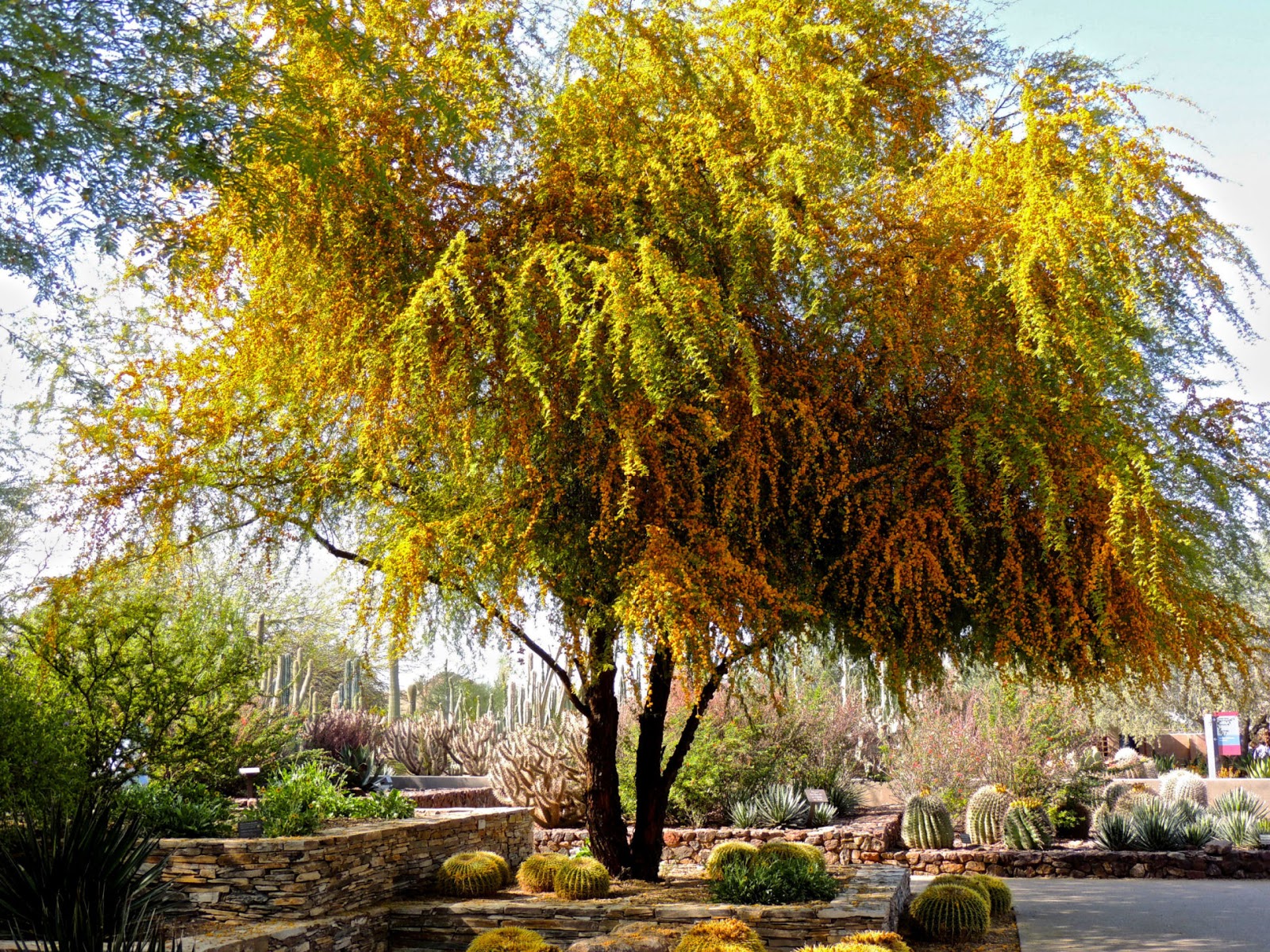 Phoenix Daily Photo March 2013