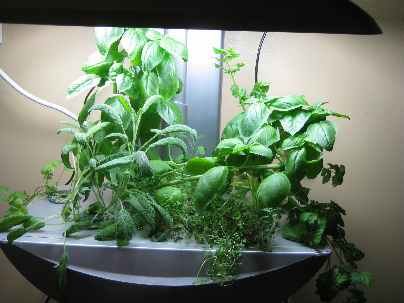 Seafood Pasta with lots of basil, thyme, and parsley Indoor Gardening