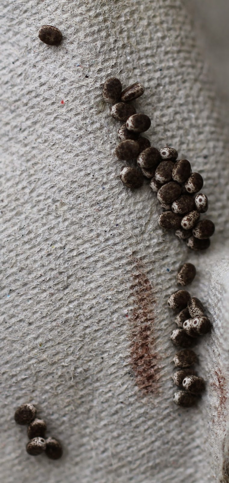 shandy hall moths 3 november 2014 eggs for december moth eggs