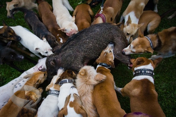Berburu babi hutan Berburu Babi di Padang Kandi - Sipulud