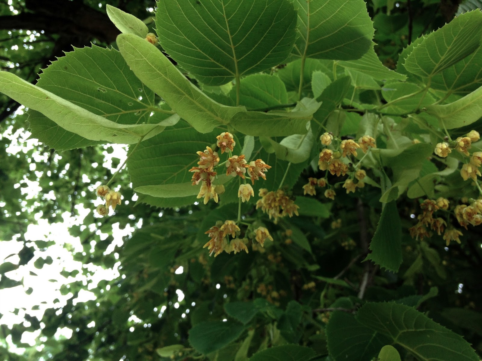 Damn Arbor In bloom American basswood