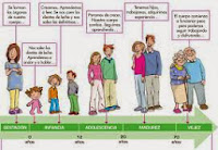 http://cplosangeles.juntaextremadura.net/web/cono_tercer_ciclo/reproduccion/actividades_unidad_6/etapas01.htm