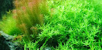 ROTALA SP GREEN