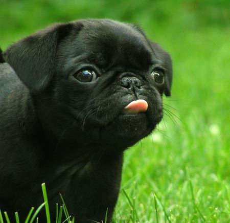 show me pugs pug facts and pictures all wildlife photographs show me pugs pug facts and pictures all wildlife photographs